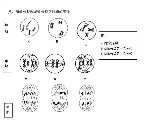 高中生物有丝分裂和减数分裂知识点汇总(3)